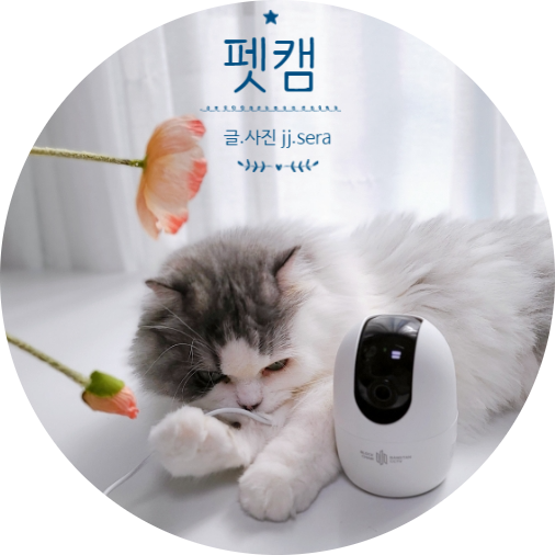 펫캠 방탄CCTV : 해킹 걱정 없는 블록체인 방식에 고양이 강아지CCTV 추천