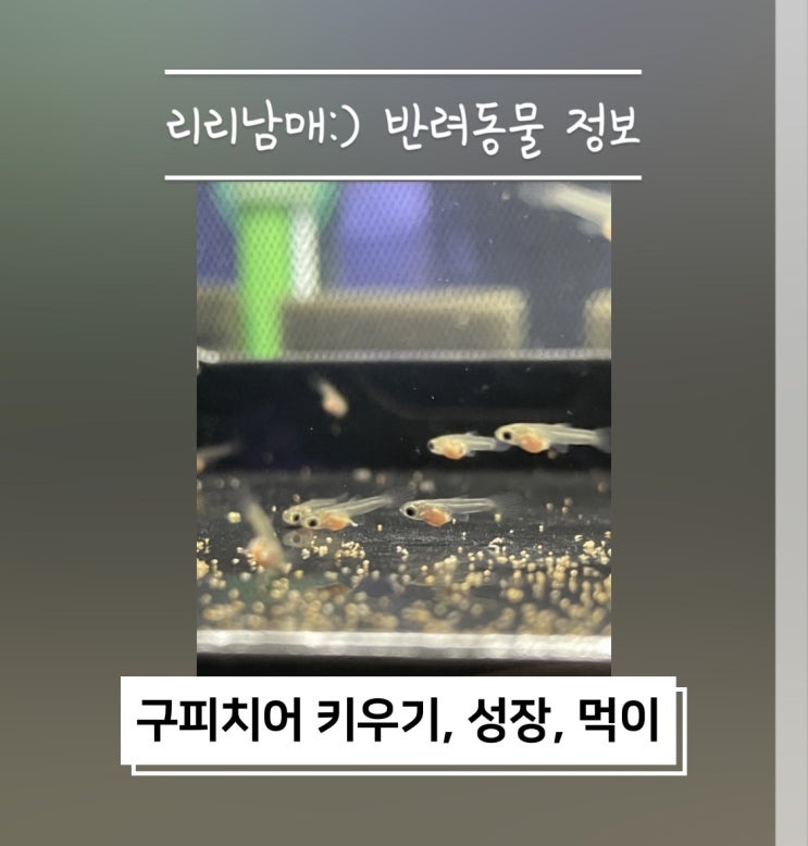  구피치어 키우기, 먹이, 합사, 치어통 알아보기