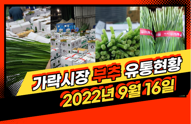  [경매사 일일보고] 9월 16일자 가락시장 "부추" 경매동향을 살펴보겠습니다!