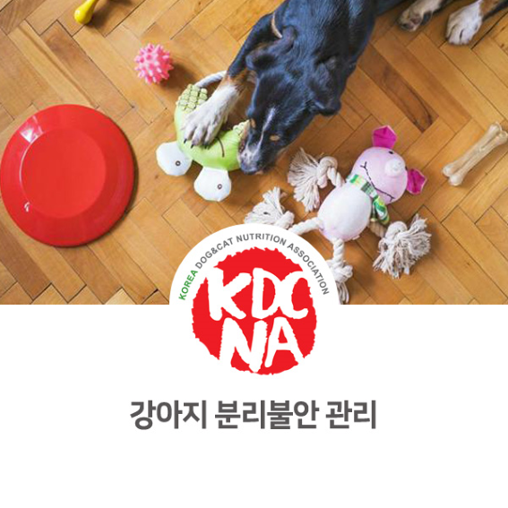  권수진 반려동물영양전문가가 알려주는 강아지 분리불안 관리 [한국반려동물영양협회/펫푸드자격증/애견수제간식/댕밀헌/청주/공주/보령_1003]