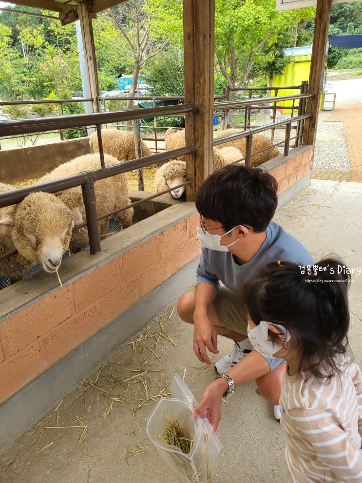  [9월 3주차] 양평 당일치기 여행, '더그림 - 양떼목장 - 고바우설렁탕 - 플로라늘 카페' 코스로 즐긴 후기 !