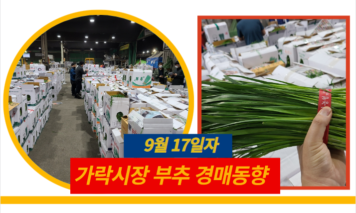  [경매사 일일보고] 9월 17일자 가락시장 "부추" 경매동향을 살펴보겠습니다!