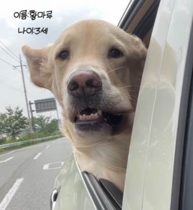  대형견 동반 경주 가족여행 (식당)
