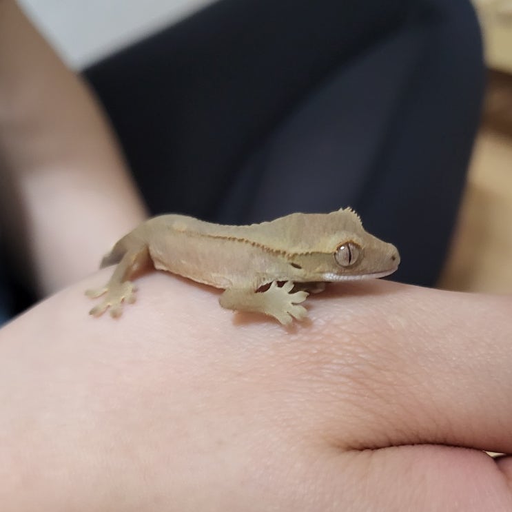  0.크레스티드 게코 브리딩이란?