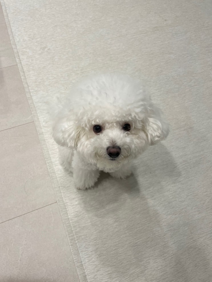 2022 09 16 댕댕이 일기 2022 09 16 댕댕이 일기