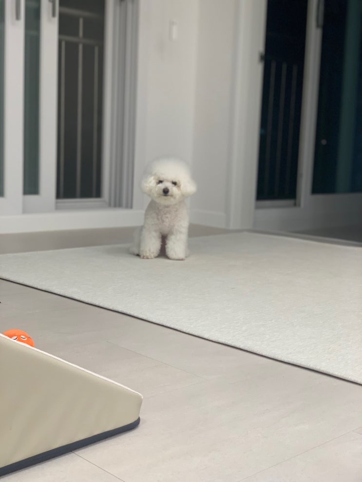 2022 09 15 댕댕이 일기 2022 09 15 댕댕이 일기