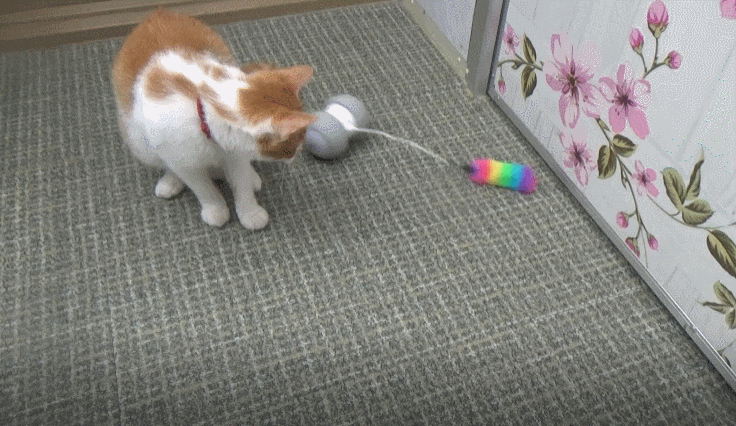 고양이 자동 장난감 냥이꺼2 사용기