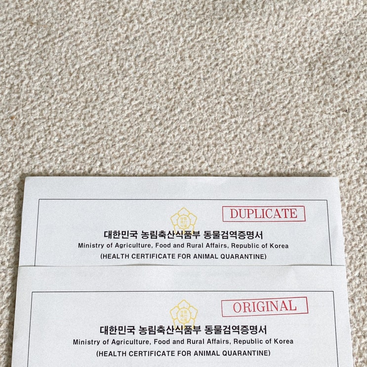  강아지 캐나다 검역과정 / 동네 병원에서 혼자 준비하기 | 반려동물 동반 캐나다 여행