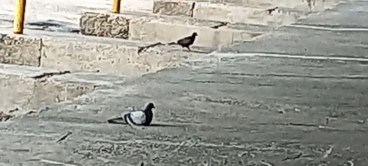 [동물일상] 버스 터미널에서 마주친 "비둘기" 두 마리