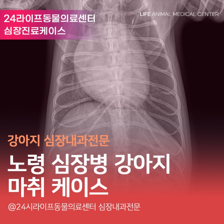 대구 24시 심장 동물병원 : 노령 심장병 강아지 마취 케이스