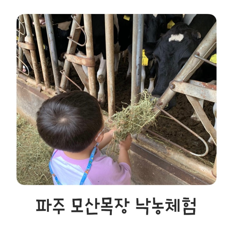 파주 모산목장 아이와 함께 낙농체험/ 아이스크림, 피자만들기