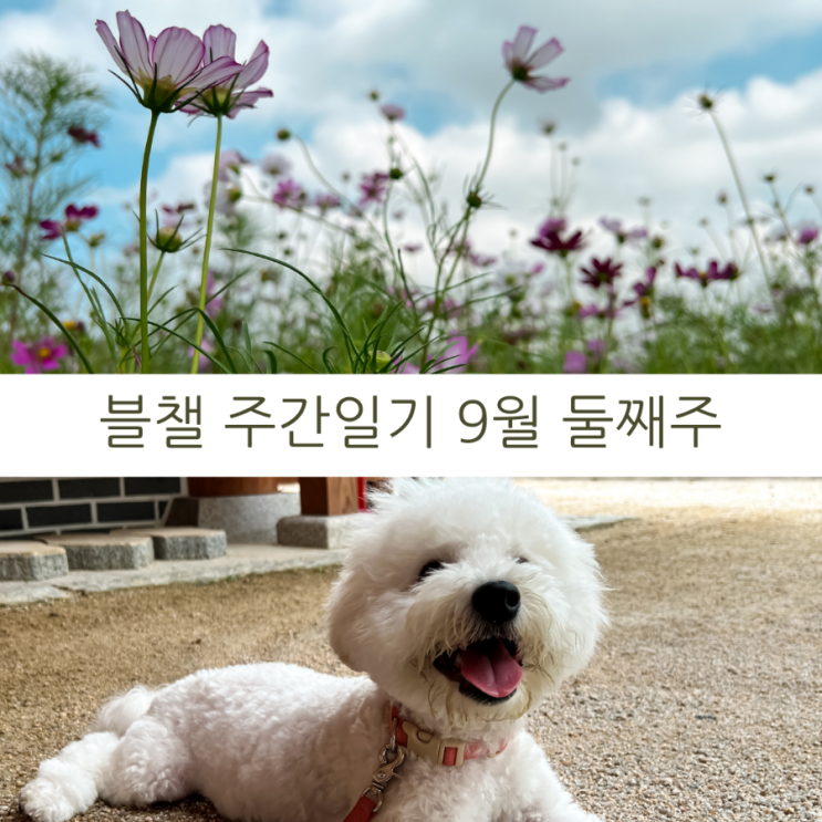  블챌 주간일기 9월 둘째주 코스모스 핀 계양꽃마루 산책