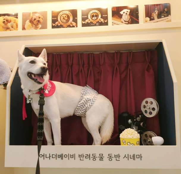 강아지도 영화관 간다! 영통 메가박스 퍼피 시네마 강아지도 영화관 간다! 영통 메가박스 퍼피 시네마