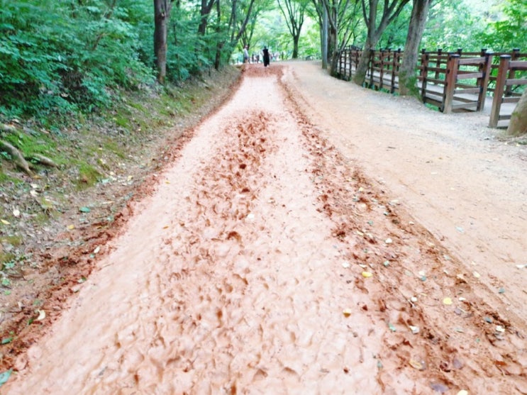  계족산 황톳길 맨발걷기