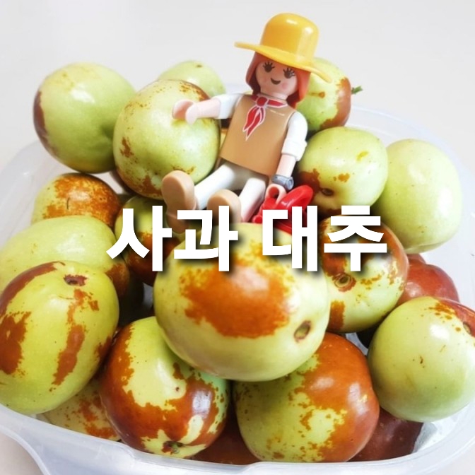 사과 대추 아삭 달콤 비타민C 맛있는 가을 과일 (보관법 / 효능)