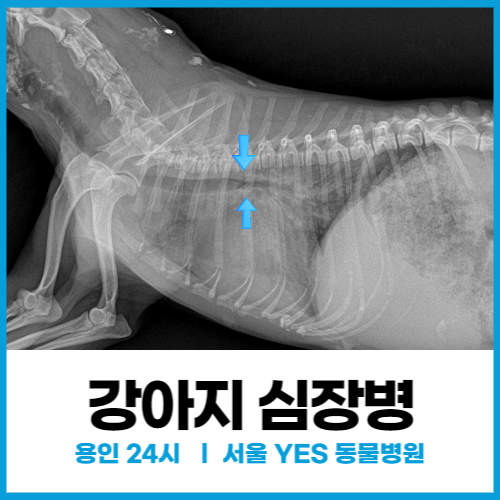  강아지 심장병, 노령견 건강관리를 위한 정기검진의 필요성(분당 24시 동물병원)