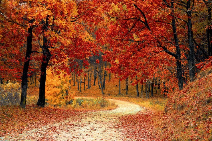 [블로그씨 답변] 가을하면 떠오르는 노래 - 가을이 오면 _ 이문세