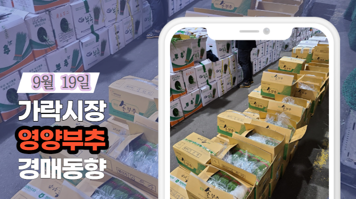[경매사 일일보고] 9월 19일자 가락시장 "영양부추" 경매동향을 살펴보겠습니다!