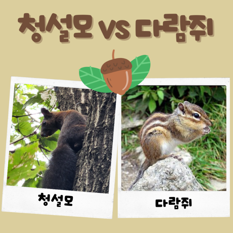  청설모 다람쥐 실제로 보면 달라요