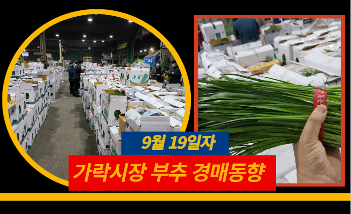  [경매사 일일보고] 9월 19일자 가락시장 "부추" 경매동향을 살펴보겠습니다!