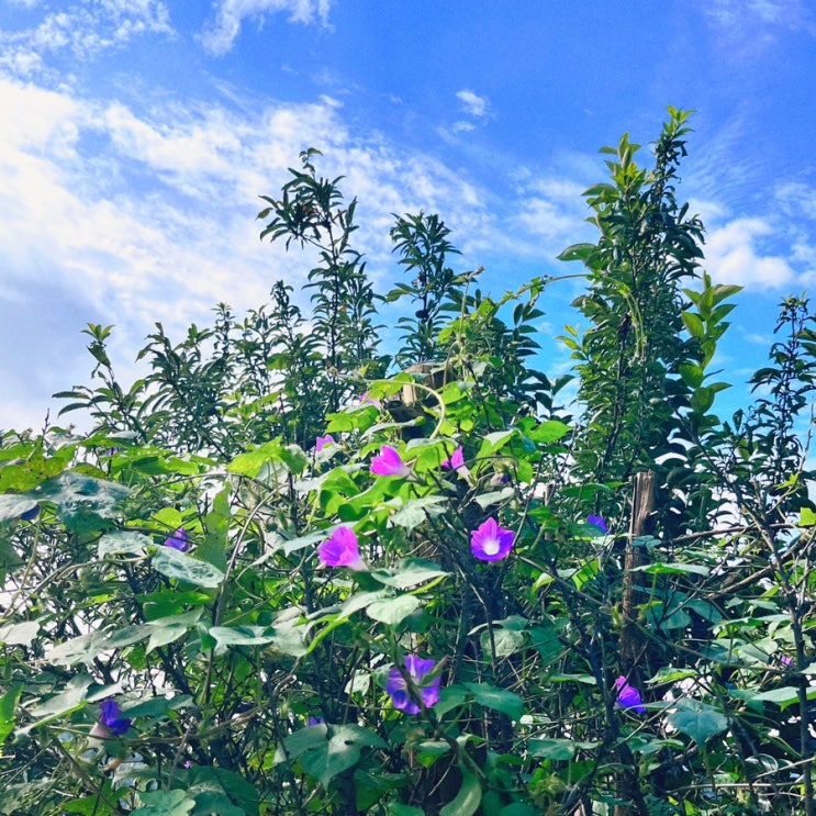  ※근황 및 공지※ (09.18)