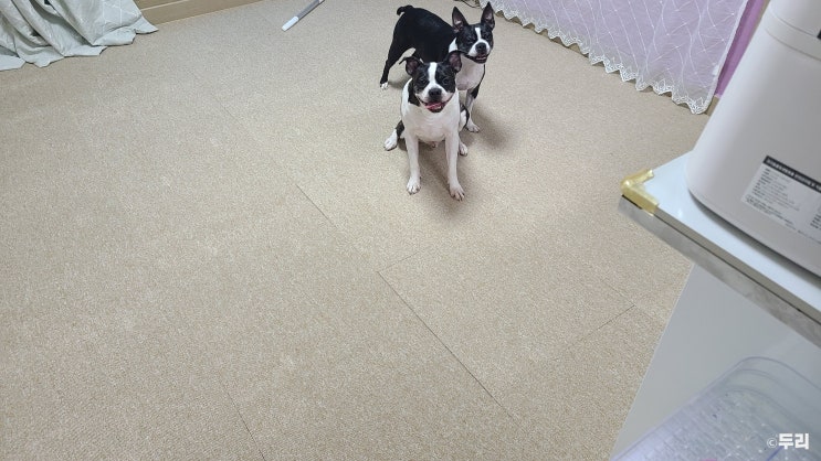  강아지매트 시공 천일카페트 잘 샀다