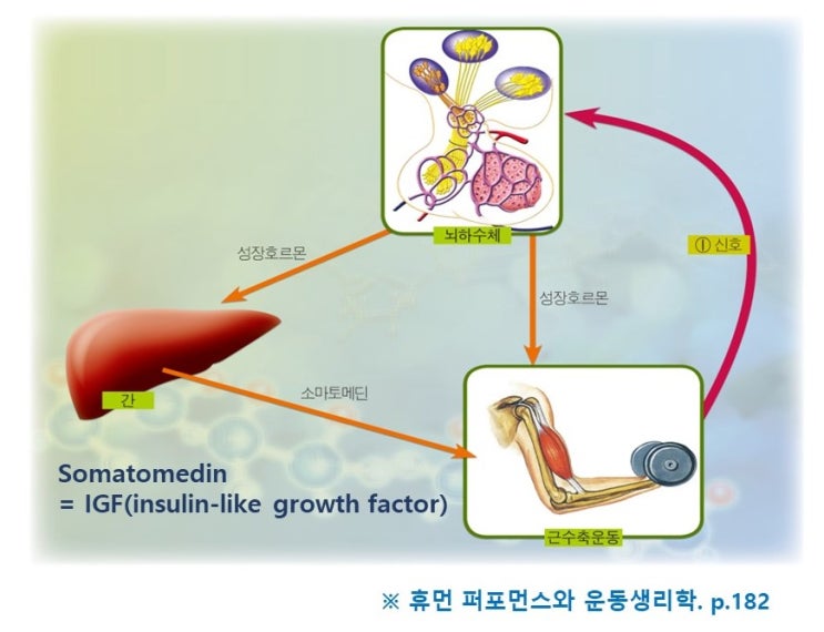  근비대 원리, 위성세포(Satellite cell)와 성장호르몬, IGF-1(소마토메딘)