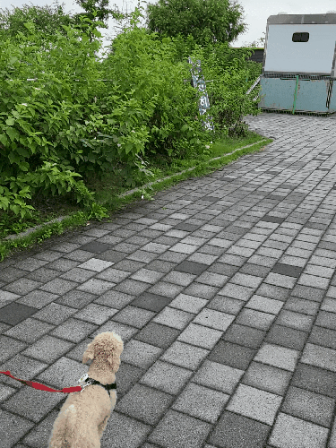  (반려견동반) 선유도 공원(주차요금)/반려견과 산책하기 좋은 곳