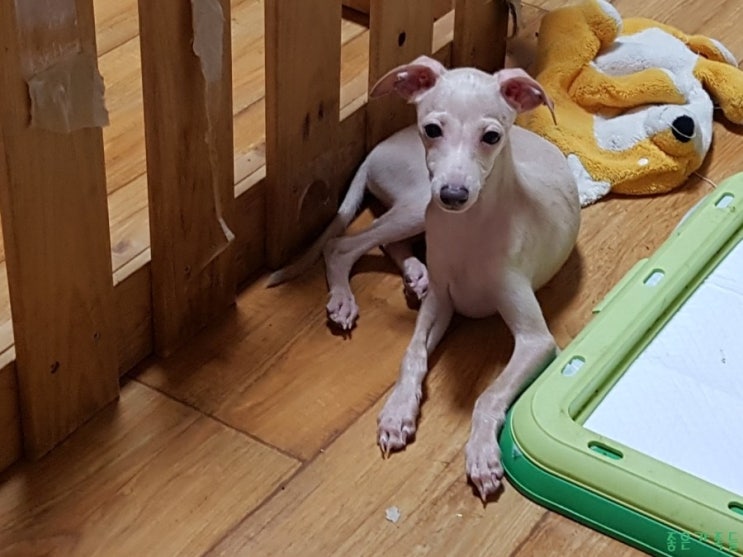  (분양완료) 이탈리안그레이하운드 분양 (크림 남아)
