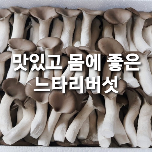  다이어트에 좋은 쫄깃 향긋 느타리버섯 보관법과 효능