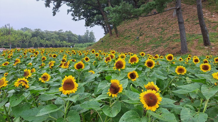  경주 9월에 가볼 만한 월성 해바라기