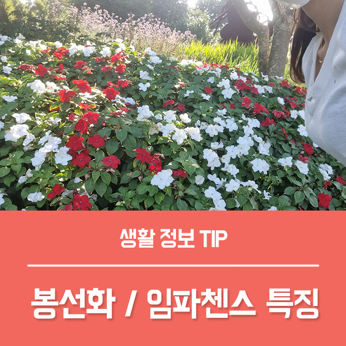  봉선화 꽃말 씨앗 키우기, 서양 봉선화 임파첸스 구분