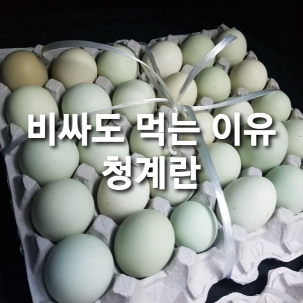  작지만 고소한 청자빛을 띄는 청계란을 아시나용  / 비싸도 찾게ㅣ되는 맛있는 달걀