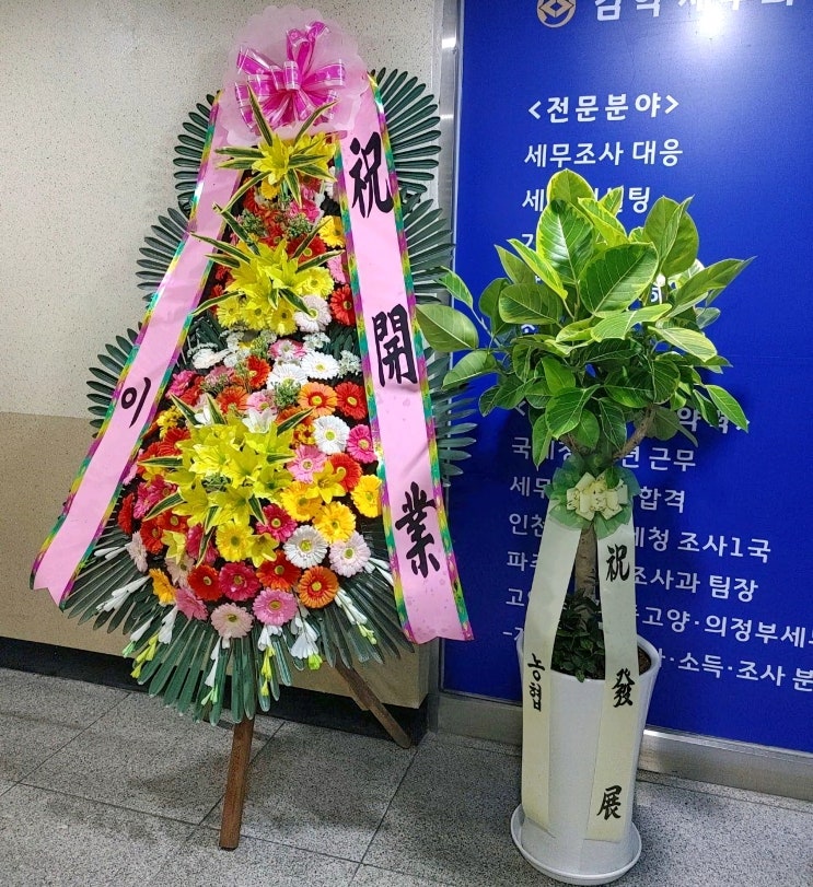  개업 축하로 관엽 식물 보내실 때 참고하세요