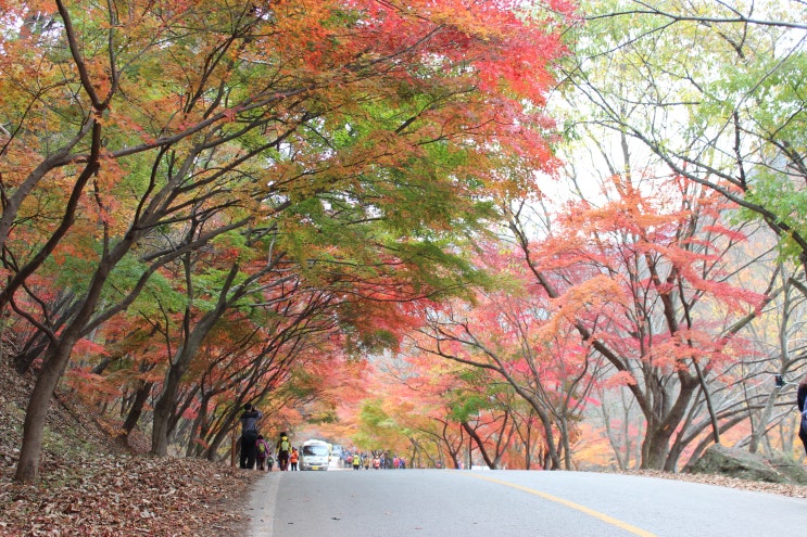  정읍(내장산 단풍) 여행