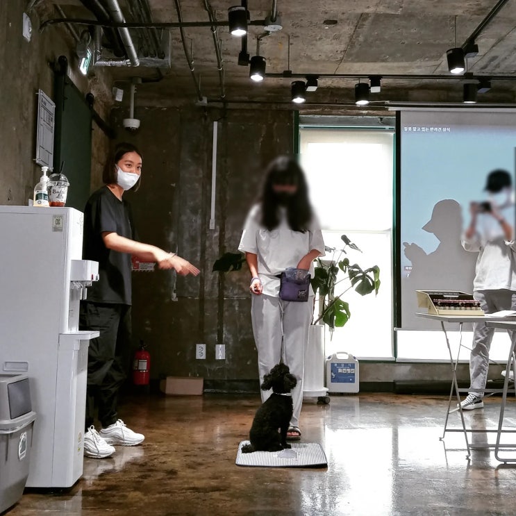전승윤트레이너님을 소개합니다. @반려견선생님 전승윤트레이너님을 소개합니다. @반려견선생님