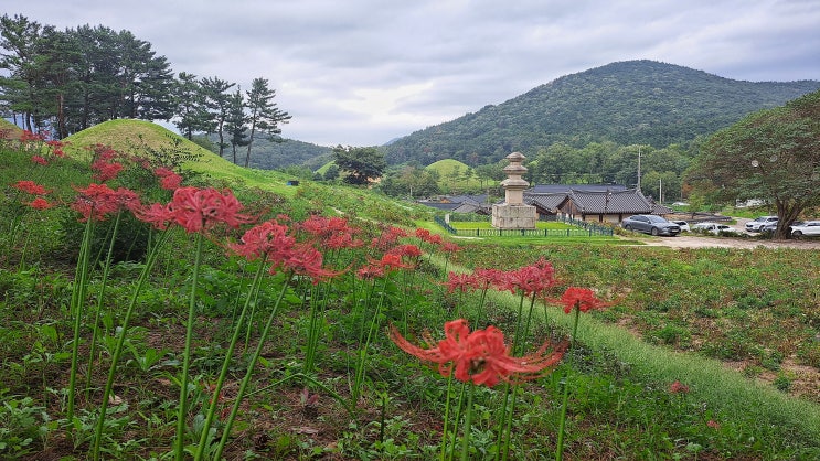  사진 보고 찾은 경주 선도산 고분군의 꽃무릇