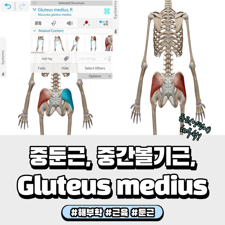 중둔근 중간볼기근 Gluteus medius (엉덩이 근육 해부학)
