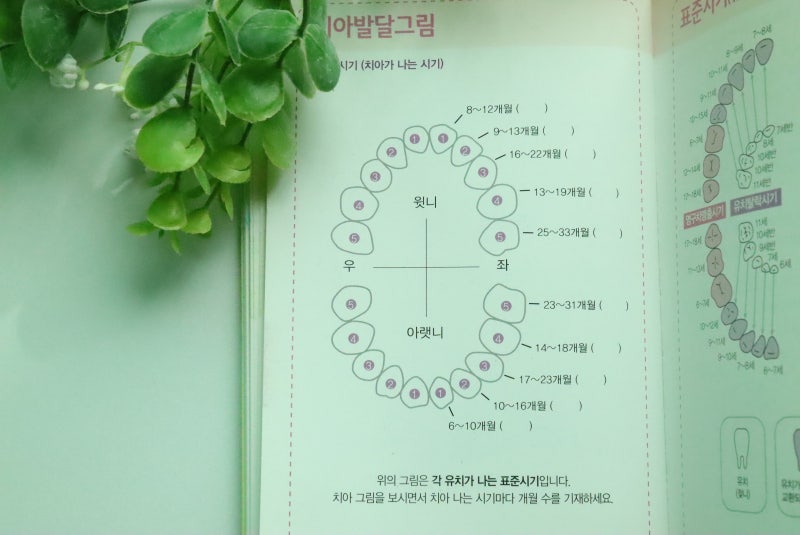 아기 이 유치 빠지는 순서 이나는 시기 순서 치아 개수(갯수) 관리방법 w. 실로 이빼기 : 네이버 블로그