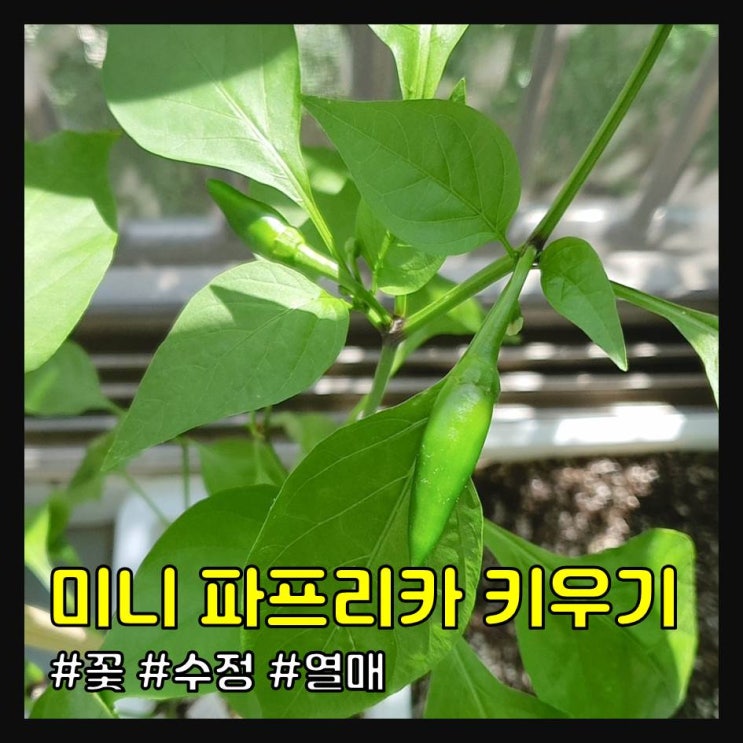  미니 파프리카 키우기