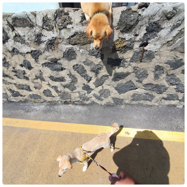  애월 해안도로 애월항 제주 애견동반 산책 가볼만한곳