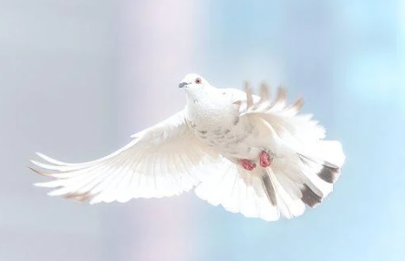  새꿈해몽 새꿈풀이 - 새꿈 새날아가는꿈 새잡는꿈 새보는꿈 새싸우는꿈 새앉아있는꿈 새부화꿈 새소리꿈 새들어오는꿈 새날아드는꿈 새공격꿈 새먹이꿈 새도망꿈 새죽이는꿈 새똥꿈 총모음