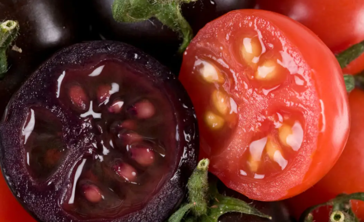 최근 미국 농무부(USDA)의 승인 후 내년까지 새로운 유전자 변형 보라색 토마토가 미국의 식료품점으로 향할 수 있습니다. 최근 미국 농무부(USDA)의 승인 후 내년까지 새로운 유전자 변형 보라색 토마토가 미국의 식료품점으로 향할 수 있습니다.