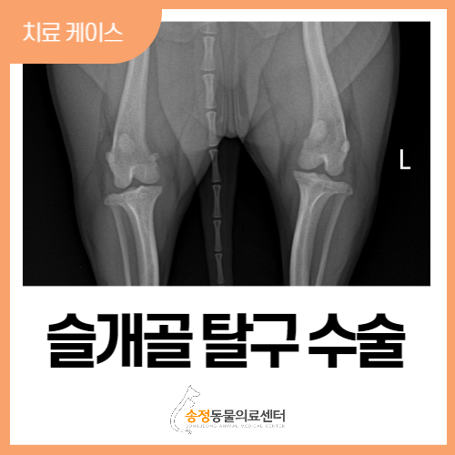  개 강아지 슬개골탈구 수술/개 슬개골 탈구 한쪽다리 수술/강아지가 뒷다리를 절어요/경기광주동물병원/송정동물병원