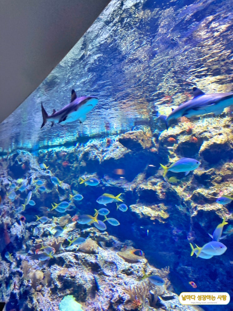  [제주도] 바다생물과 해녀쇼& 아쿠아쇼도 볼 수 있는 아쿠아플라넷 다녀온 후기