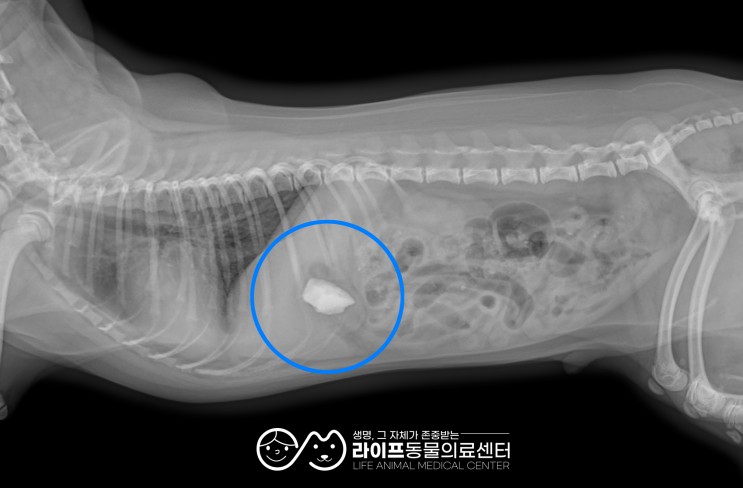대구 강아지 위 내시경 이물 제거 : 족발뼈가 걸렸어요! 24시동물병원 응급진료