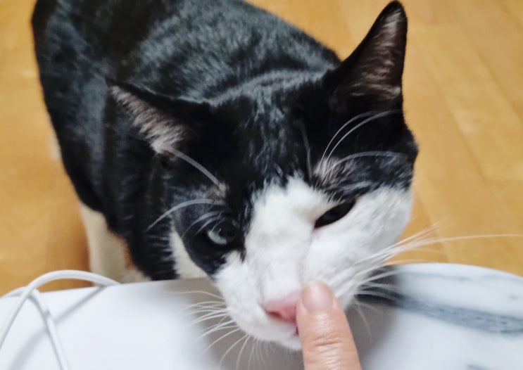  고양이 애교 어디까지 받아봤나요? 우리집 고양이 애정표현 6가지