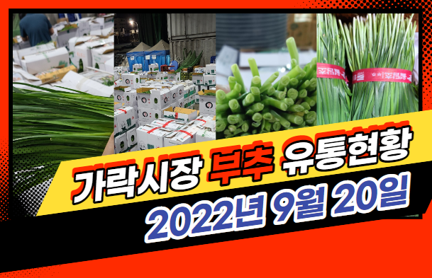 [경매사 일일보고] 9월 20일자 가락시장 "부추" 경매동향을 살펴보겠습니다!