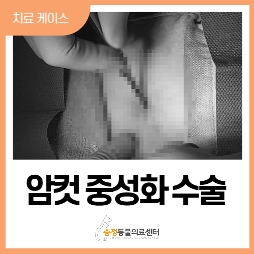 개 강아지 암컷 중성화 수술/강아지 여아 중성화/개 여자 중성화 수술(spay)/경기광주동물병원/송정동물병원