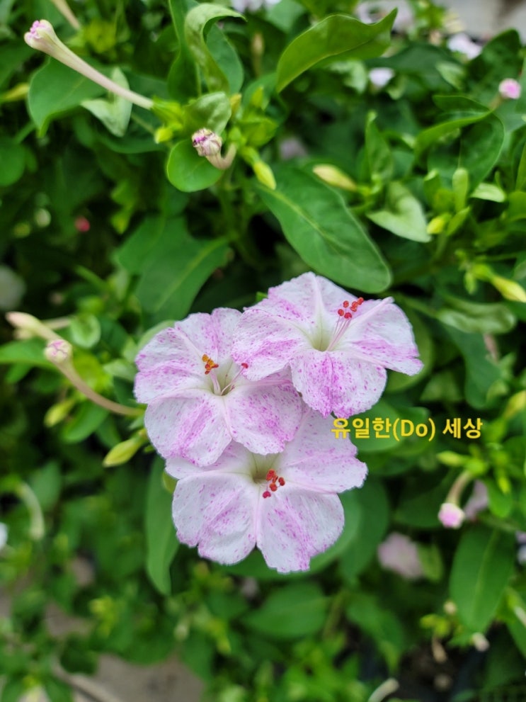 깨순이 분꽃, 향기가 있다